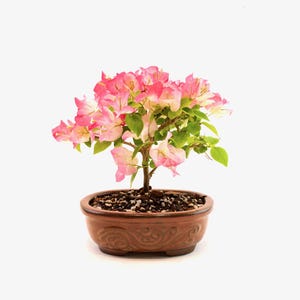 May include: A bonsai tree with vibrant pink and white flowers and green leaves. The tree is planted in a brown, decorative ceramic pot. The pot has a detailed, swirling pattern around the base.