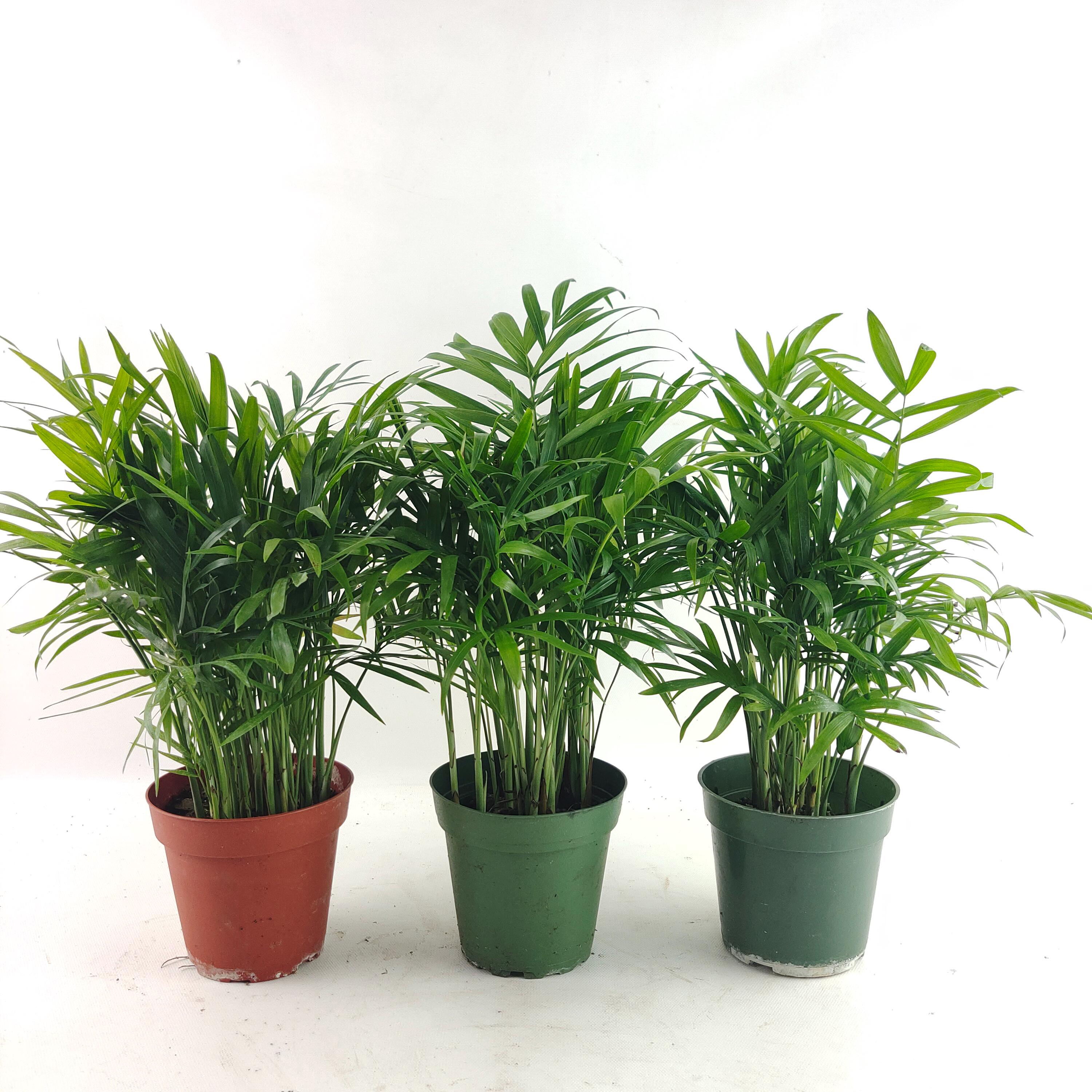 Neanthe Bella Palm: Indoor Mini Palm Tree in 4\, image size:3000x3000