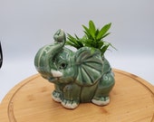 Elephant Glazed Green Planter Potted Plants, Animal Planter, Coffee, Parlor Palm, Hypoestes, Lucky Bamboo, Fern, Unique Gift