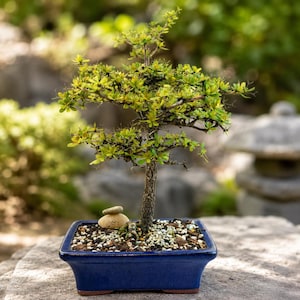 May include: A small bonsai tree with textured brown bark and vibrant light green leaves planted in a rectangular, deep blue ceramic pot. The soil surface is covered with small white and grey pebbles, and two smooth tan stones sit near the base.