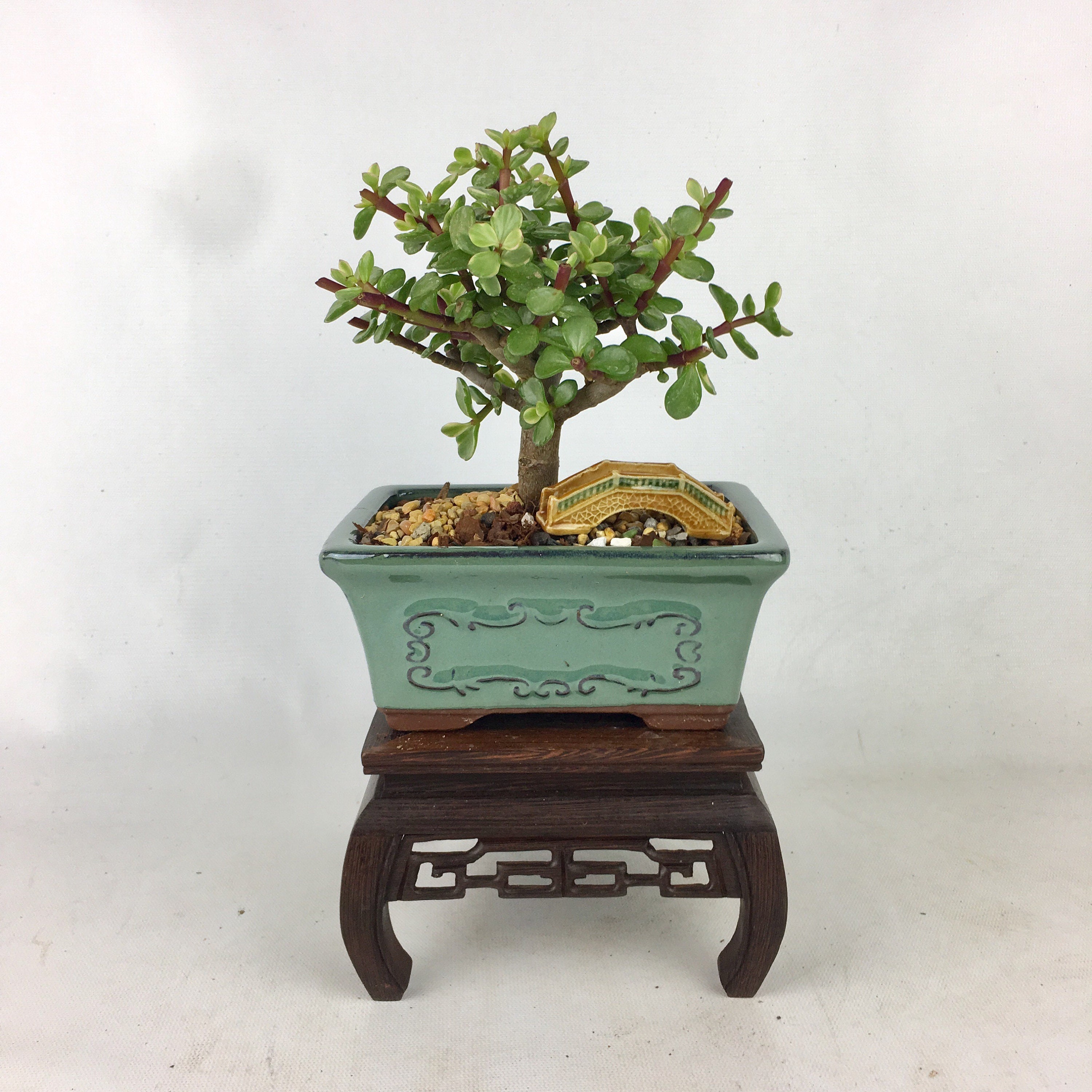 Bonsai Live Tree Mini Green Jade in 6 Bonsai pot indoor Etsy