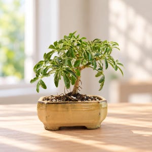 May include: A Schefflera arboricola bonsai plant with variegated green and yellow leaves, featuring a woody trunk and exposed roots, planted in a rectangular, glazed, light tan ceramic pot with four small feet and dark brown rim accents.