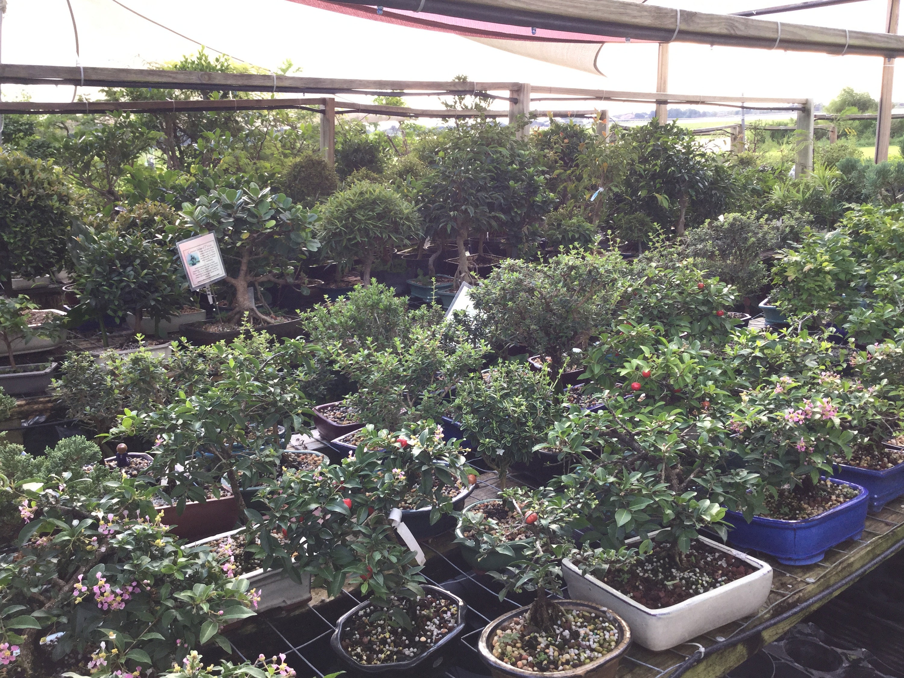 Bloom Grewia Bonsai Live Tree in 6 Grow Pot Purple Etsy