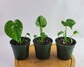 Monstera Thai Constellation - Live Plant in a 4 Inch Pot - Monstera Deliciosa Rare Indoor Houseplant
