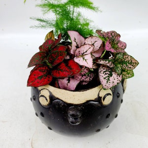 May include: A black ceramic planter with a textured surface and a whimsical face design. The planter is filled with a variety of plants, including red and pink speckled leaves and green ferns.