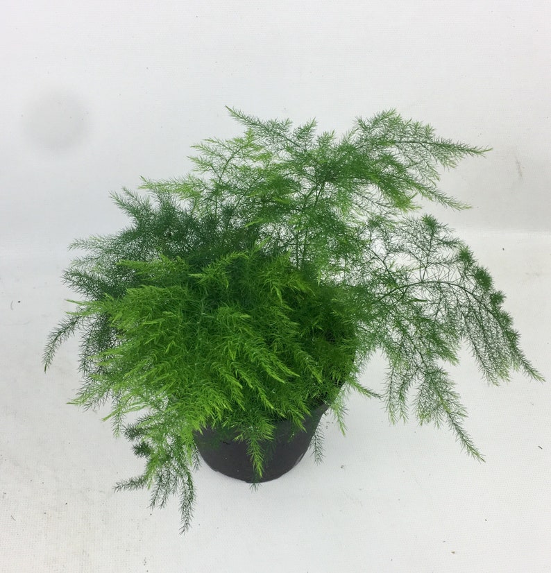 Asparagus fern indoor plant in 4 grow pot easy care Etsy