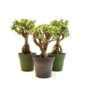 May include: Three Portulacaria afra plants, commonly known as elephant bush, each featuring thick, woody trunks with exposed roots and small, rounded, succulent green leaves. The plants are potted in simple, round, dark green and black plastic pots.