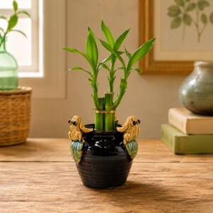 May include: A dark blue ceramic planter featuring two sculpted light brown frogs perched on opposite sides, each resting on a green leaf. Three stalks of green lucky bamboo are planted inside the container, secured together by a thin gold band.