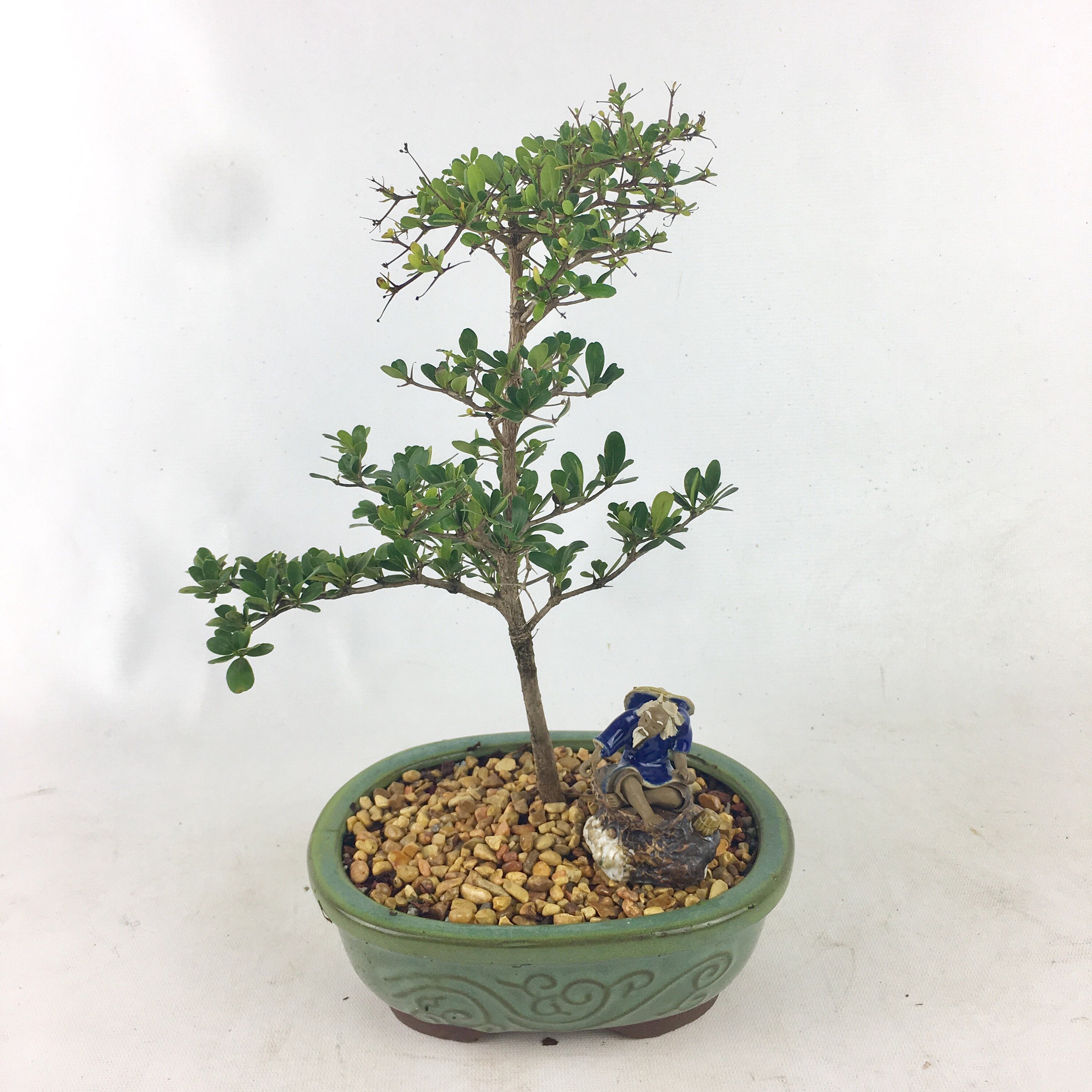 Live Bonsai Tree Black Olive in a 7.25 Bonsai pot Etsy