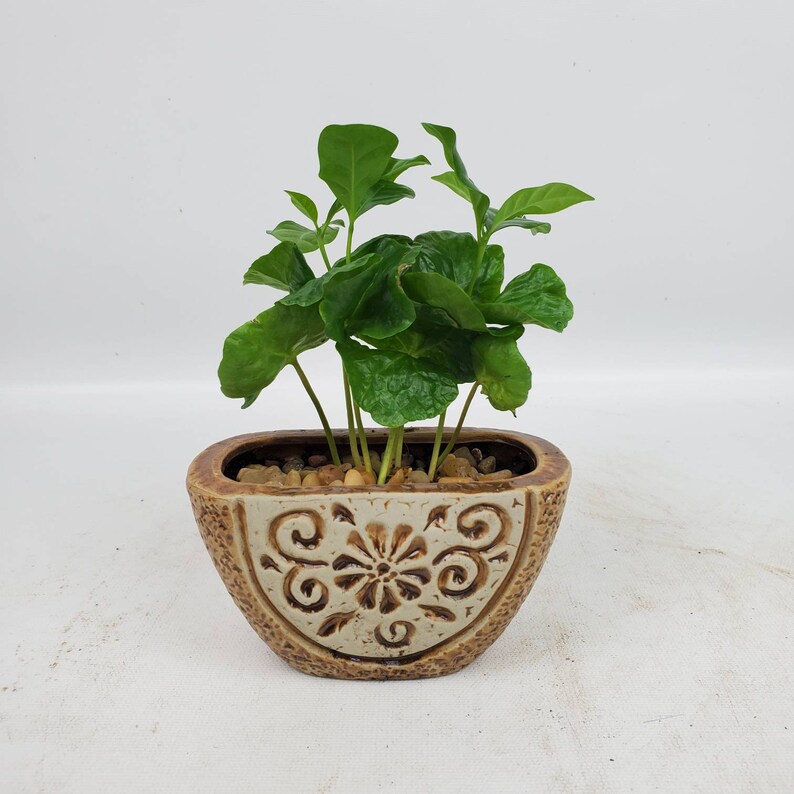 Floral Brown Planter Potted Plants Coffee Parlor Palm Etsy