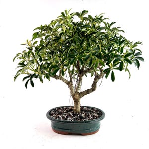 Variegated Dwarf Schefflera Bonsai Tree: Arboricola Luseane in 10&quot; Ceramic Pot