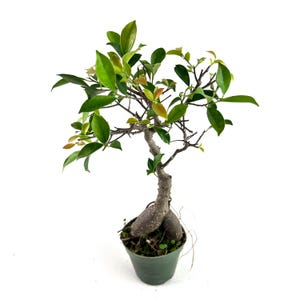 Bonsai live tree Ginseng Ficus in a 4&quot; grow pot, indoor or outdoor tree, Housewarming and  Unique birthday, Holiday Gift