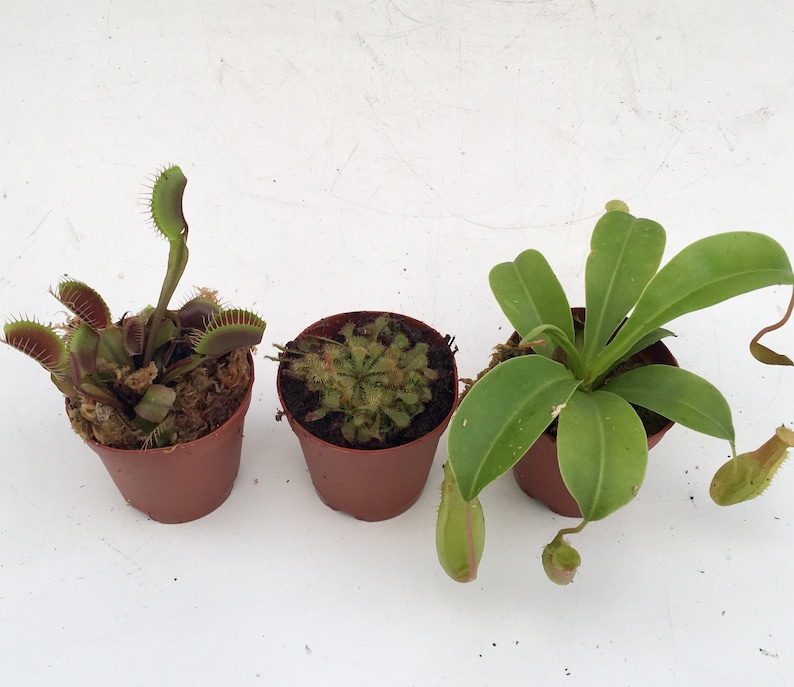 Baby Carnivorous Asian Pitcher plant Venus Fly Trap or