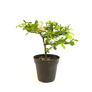 Eugenia Bonsai - Etsy