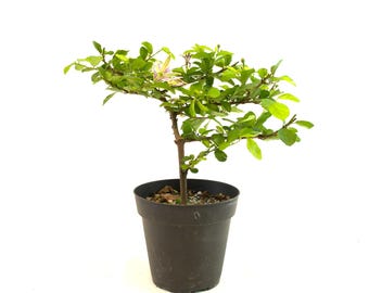 Live Grewia Bonsai Tree: Lavender Star Flower, 4" Pot