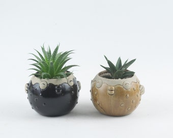 Succulent indoor plant in a Blow Fish Planter, animal pottery, small foliage, unique birthday, Housewarming, holiday gift