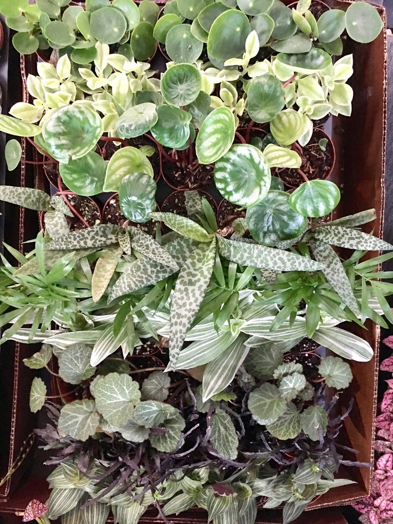 Pilea Peperomia Chinese money plant Indoor foliage plants