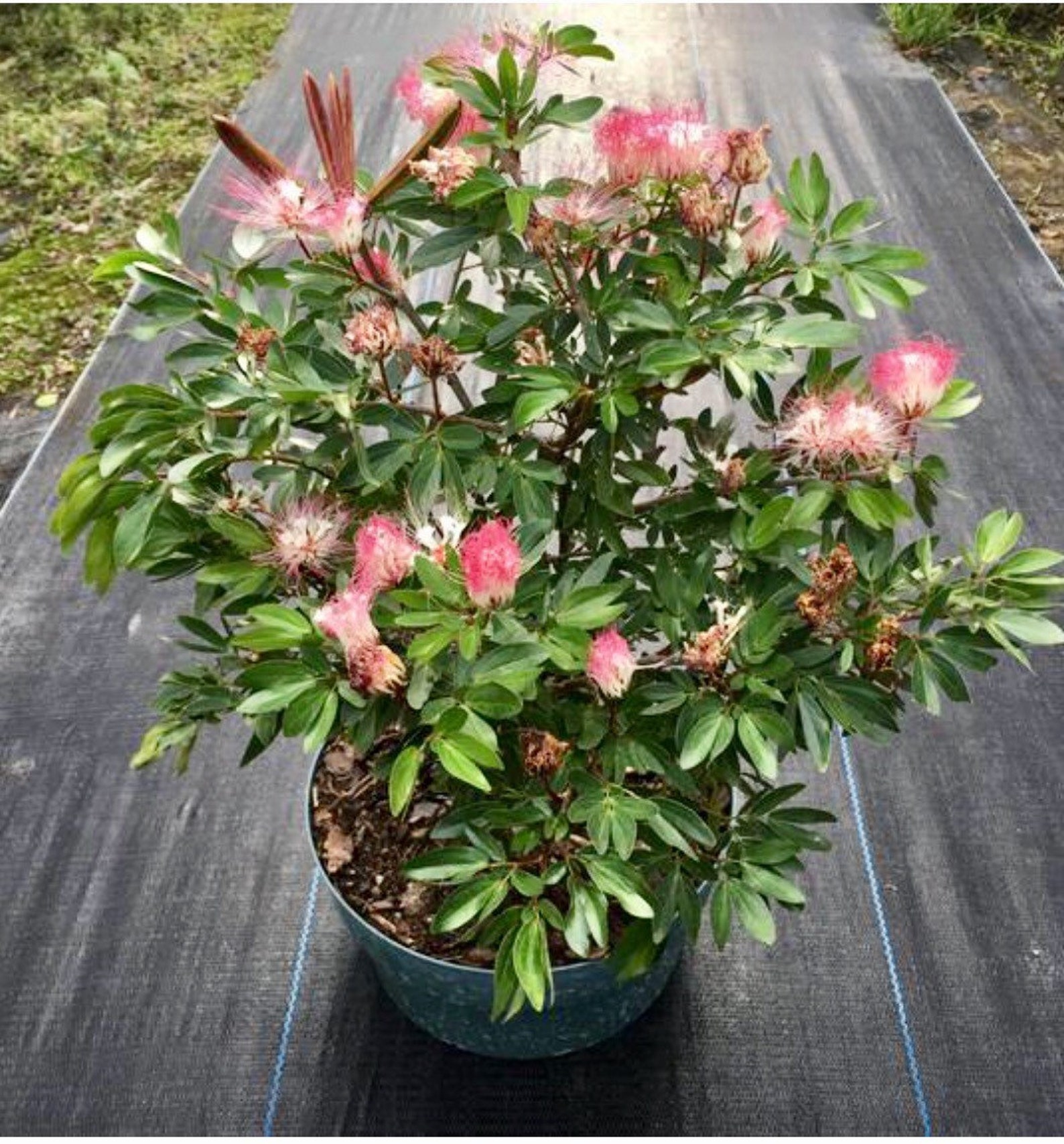 Bonsai live tree Powder Puff dwarf pink in 4 grow pot Etsy