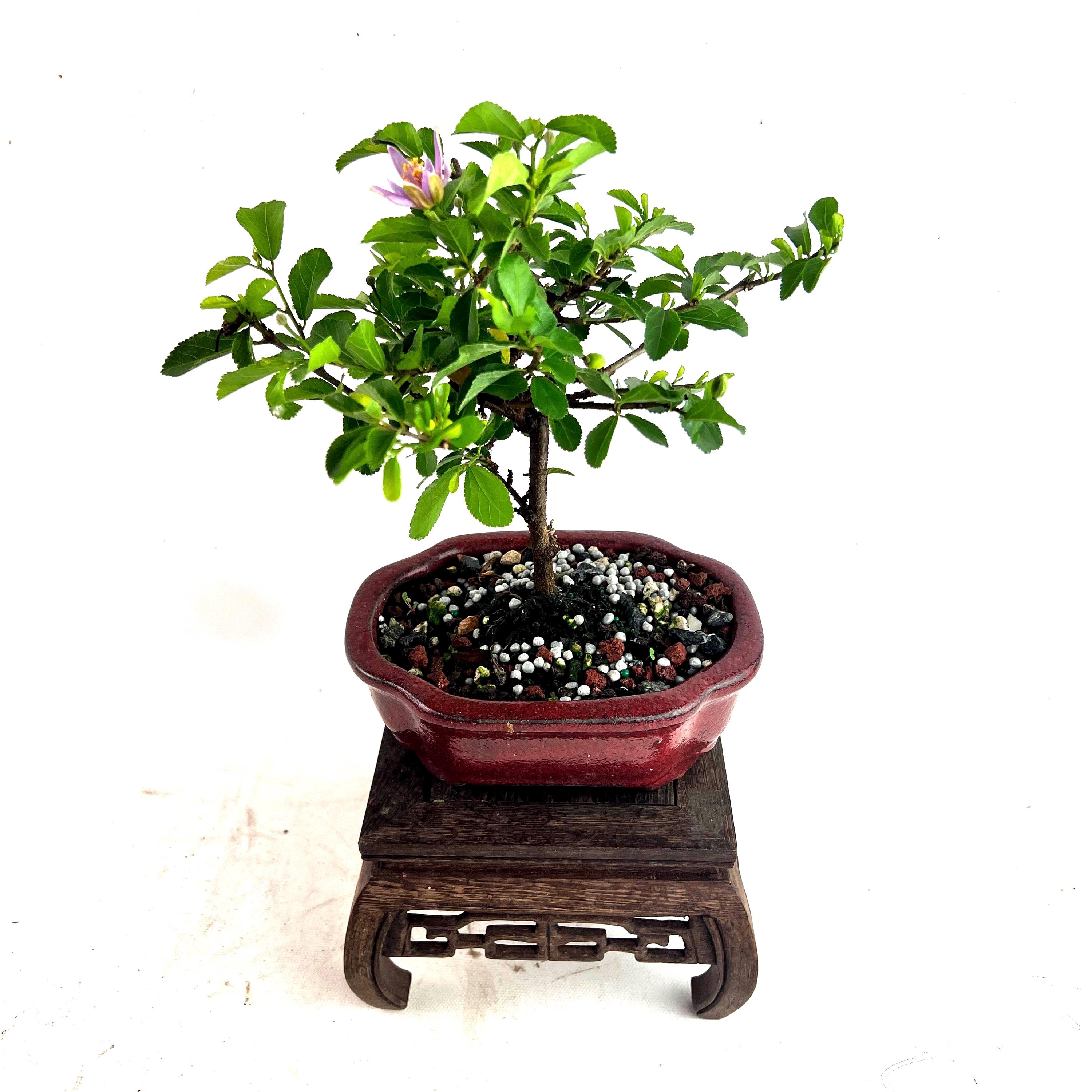 Grewia Caffra Live Bonsai Tree in a 6" Bonsai Pot, Purple Flowering, Lavender Star Flower, Unique Gift