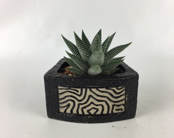 Haworthia Succulent in a rectangular black mosai pot indoor outdoor plant, small foliage, House warming, unique birthday gift