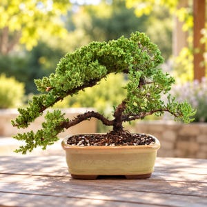 May include: A small juniper bonsai tree with dense, vibrant green foliage and a curved, dark brown trunk. The tree is planted in a rectangular, light beige ceramic pot filled with dark soil and small white pebbles.