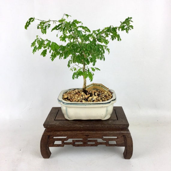 olea bonsai Olive Tree (Olea Europaea) Bonsai