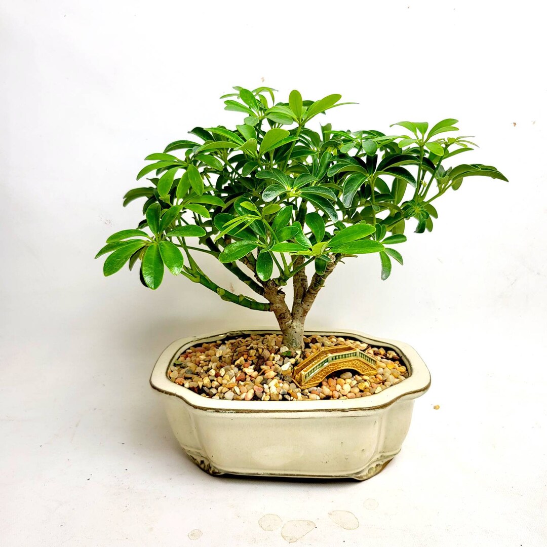 Bonsai Live Tree Dwarf Schefflera in a 8 Bonsai Pot Etsy