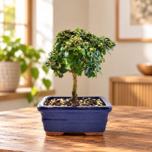 May include: A small bonsai tree with dense green foliage and a textured brown trunk, planted in a rectangular, glossy dark blue ceramic pot filled with dark soil and small pebbles, resting on a wooden surface.
