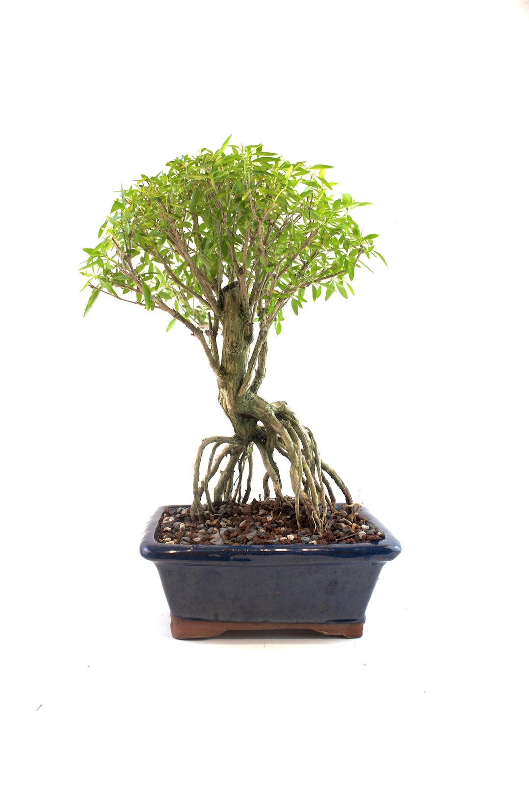 Live Serissa Bonsai Tree: Snow Rose With White Flowers in 8" Pot - Etsy