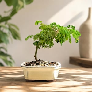May include: A small bonsai tree with vibrant green, feathery leaves and a slender trunk, planted in a rectangular, cream-colored ceramic pot with a dark rim. The soil surface is covered with small, light-colored pebbles and dark organic matter.