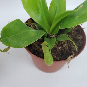 Nepenthes Ventricosa: Carnivorous Asian Pitcher Plant in 3&quot; Pot