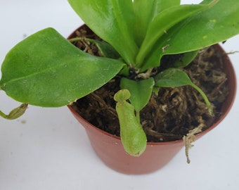 Nepenthes Ventricosa: Carnivorous Asian Pitcher Plant in 3" Pot