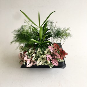 Mini Terrarium Plants: Fern, Palm, Coffee, Hypoestes - DIY Fairy Garden