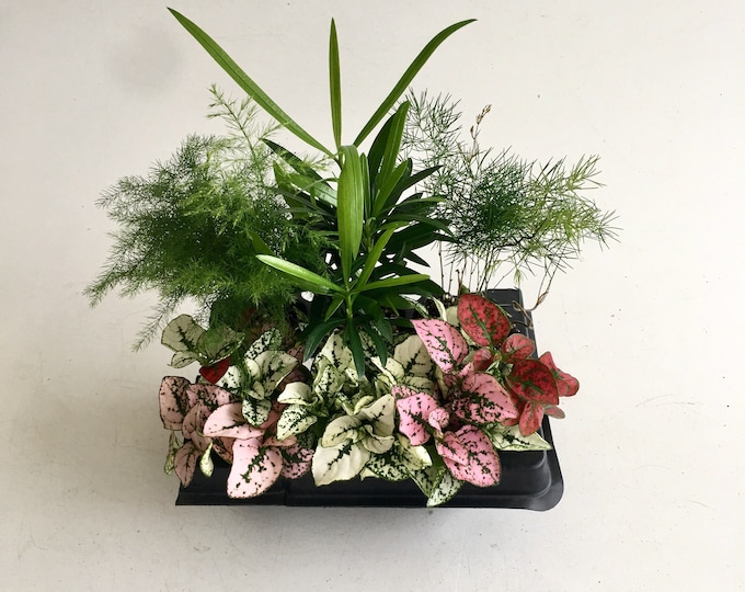 Mini Terrarium Plants: Fern, Palm, Coffee, Hypoestes - DIY Fairy Garden