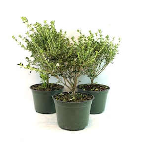May include: Three small thyme plants in dark green plastic pots. The plants have small green leaves and thin, woody stems. The pots are arranged in a triangular pattern against a white background. The plants are a vibrant green color.