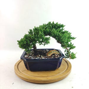 Juniper live Bonsai Tree in a 8&quot; Bonsai pot Juniperus procumbens nana outdoor plant Unique gift