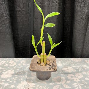 May include: A small potted lucky bamboo plant with green leaves and stalks in a square, brown ceramic pot with a decorative design.