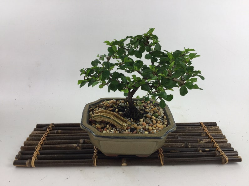 Bloom Grewia Bonsai Live Tree in 6 Grow Pot Purple Etsy