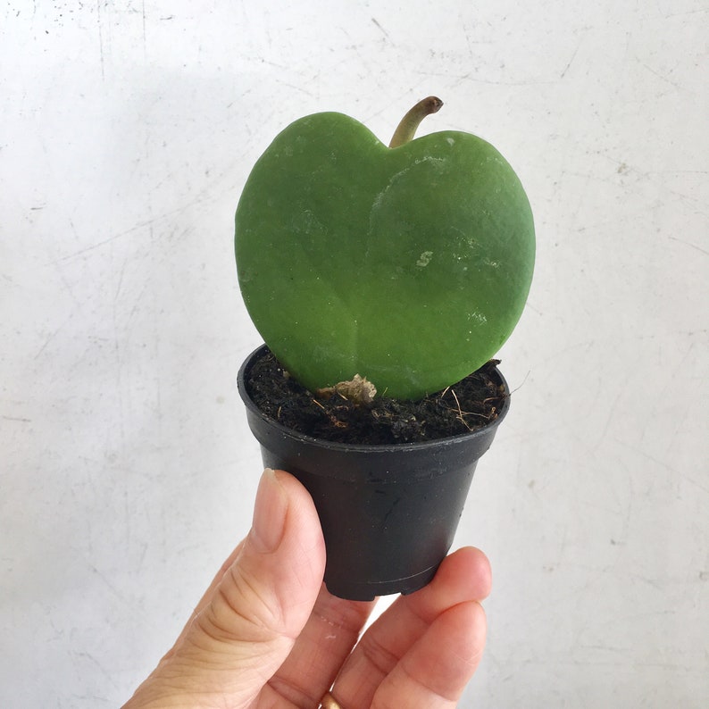 May include: A small green heart-shaped plant in a black plastic pot. The plant is being held by a hand.
