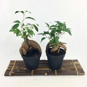 Sale Bonsai live tree 4" Ginseng Ficus, indoor or outdoor tree, Housewarming and  Unique birthday, Holiday Gift