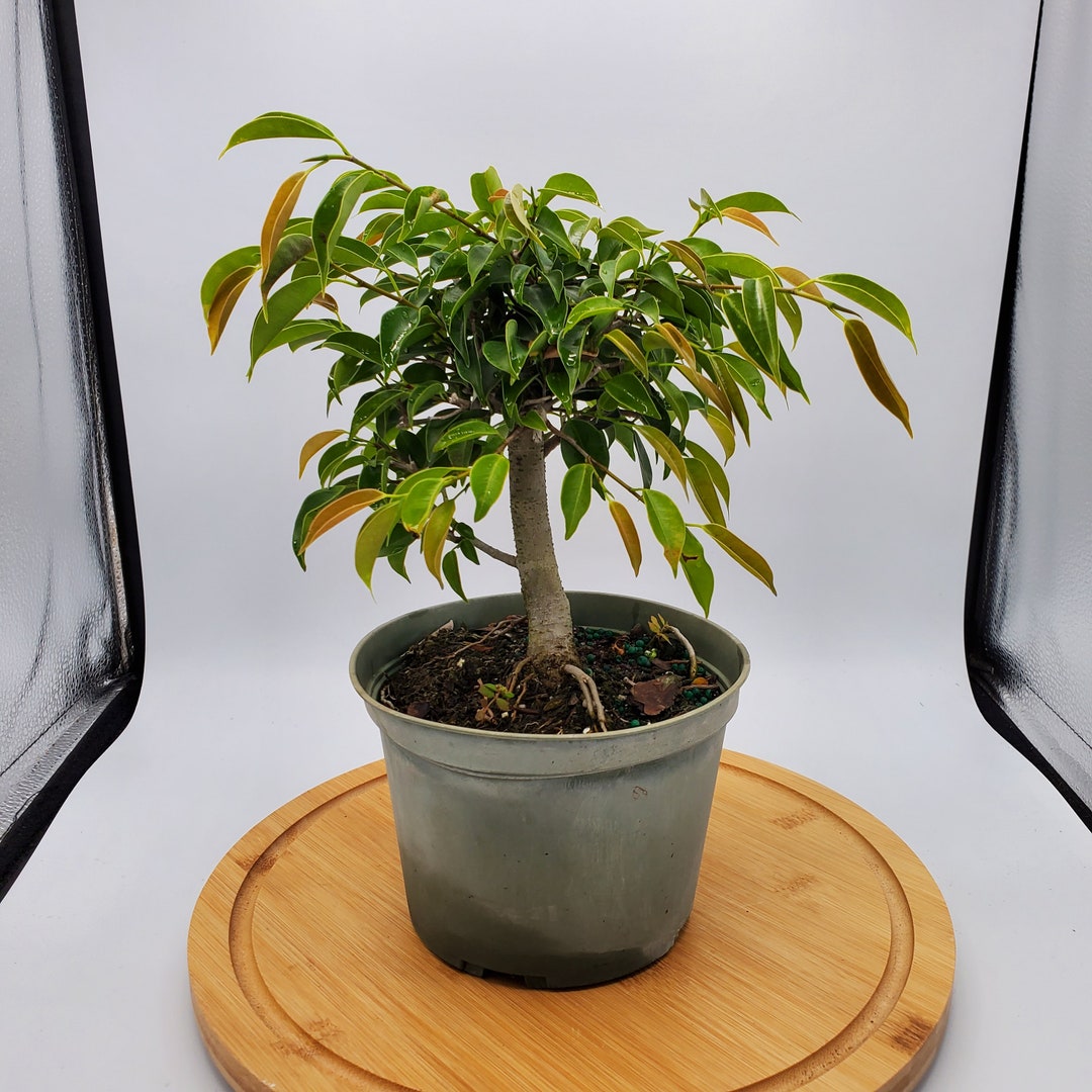 Oriental Ficus Live Pre Bonsai Tree in a 6 Pot Etsy