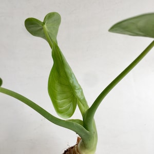 May include: Close-up of a young Alocasia plant with vibrant green leaves and stems. The leaves are heart-shaped and have a glossy texture. The stems are a lighter green color. The plant is set against a white background.
