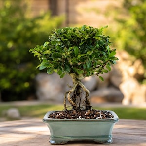 Flowering Fukien Tea Bonsai Tree – 7.5" Pot, White Blooms, Easy Care
