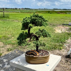 Juniper Live Bonsai Tree in 10&quot; Ceramic bonsai Pot - Juniper Procumbens Nana, Outdoor Bonsai