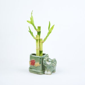 May include: A green ceramic planter shaped like an elephant with a green and gold bamboo plant inside. The planter has red and gold floral designs.