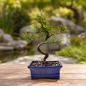 Rare Chinese Sweet Plum Bonsai Tree in 6" Ceramic Pot