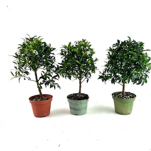 Pre Bonsai Global Brush Cherry Tree 4" Pot - Easy Care Indoor/Outdoor Plant
