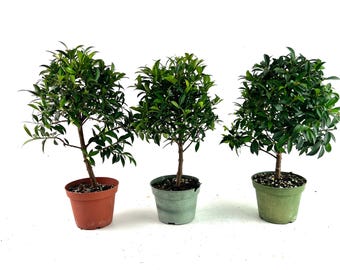 Pre Bonsai Global Brush Cherry Tree 4" Pot - Easy Care Indoor/Outdoor Plant