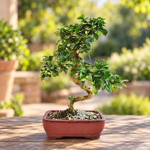 May include: A small bonsai tree with a winding, textured trunk and dense, glossy green leaves. The tree is planted in a rectangular, deep red ceramic pot filled with dark soil and small white pebbles, creating a balanced, natural display.