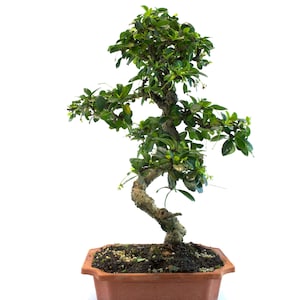 Fukien Tea Bonsai Tree – 9.5&quot; Training Pot, Live Indoor/Outdoor Gift | White Blooms, Easy Maintenance